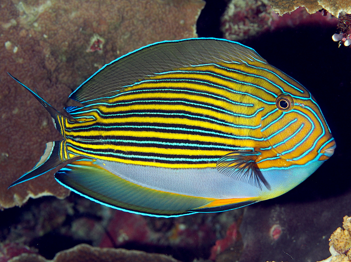 Striped Surgeonfish - Acanthurus lineatus