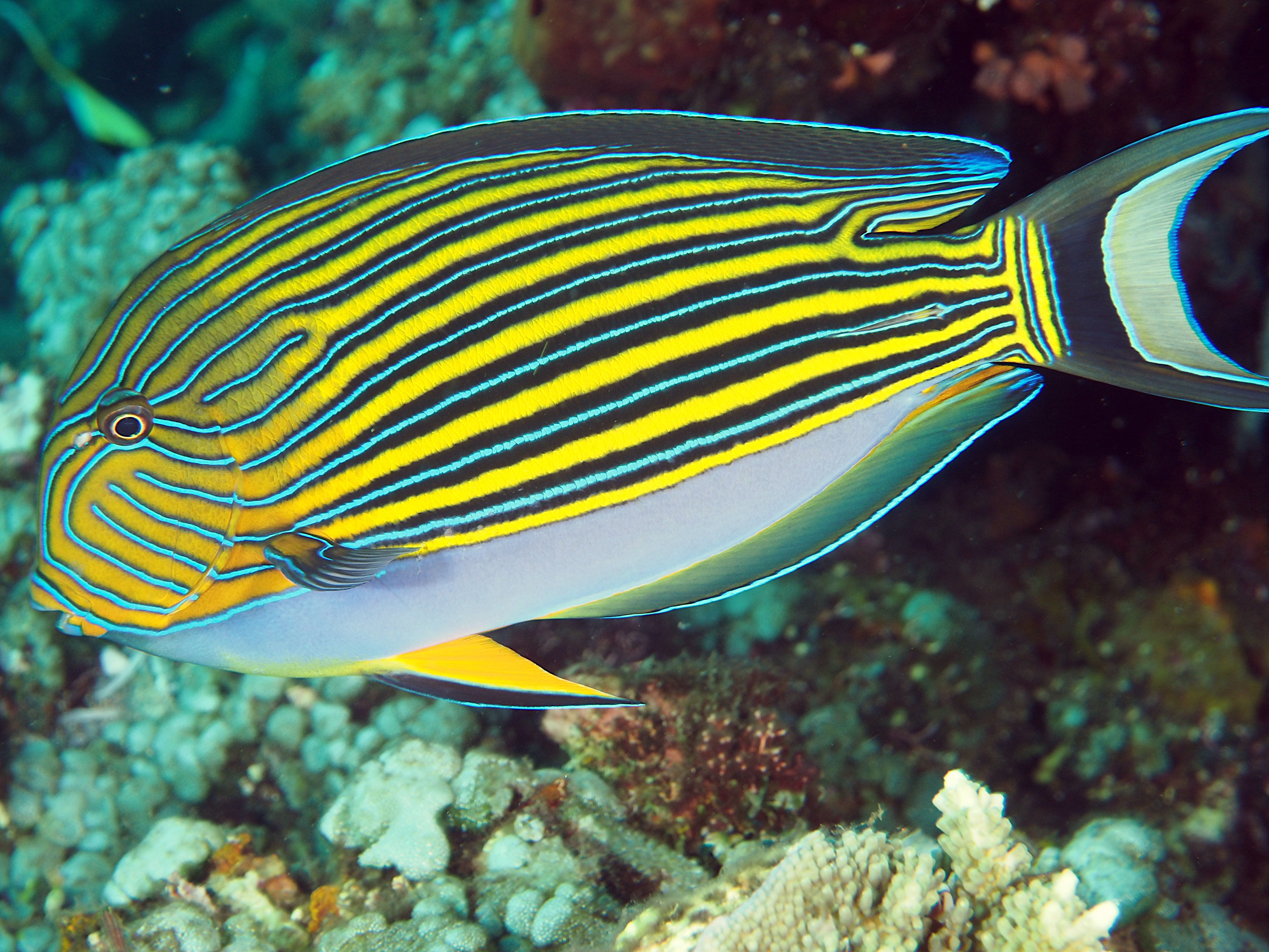 Striped Surgeonfish - Acanthurus lineatus