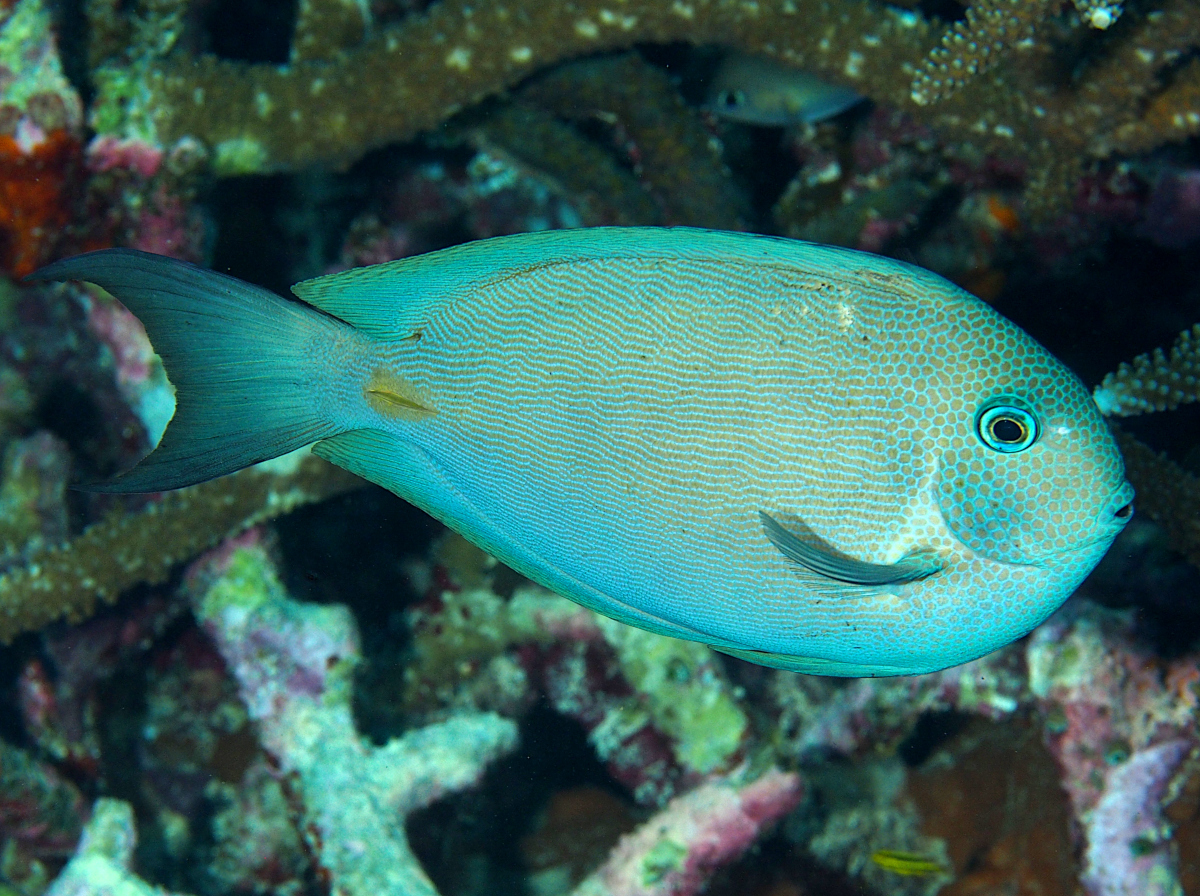 Dark Surgeonfish - Acanthurus nubilus - Wakatobi, Indonesia