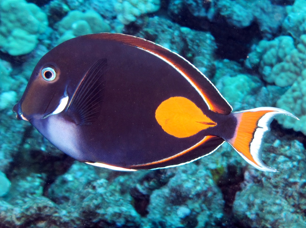 Achilles Tang - Acanthurus achilles