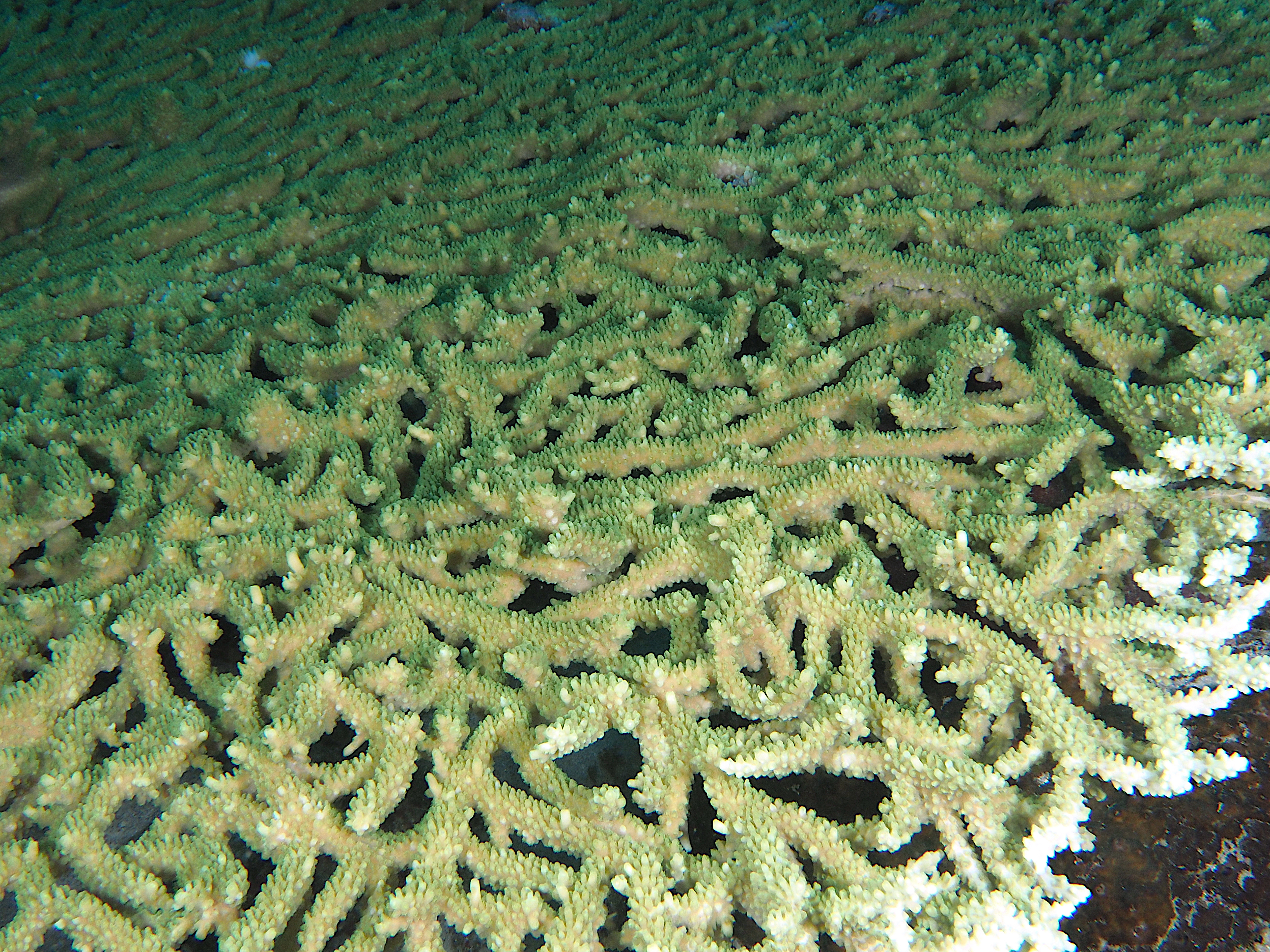 Lattice Table Coral - Acropora clathrata - Komodo, Indonesia
