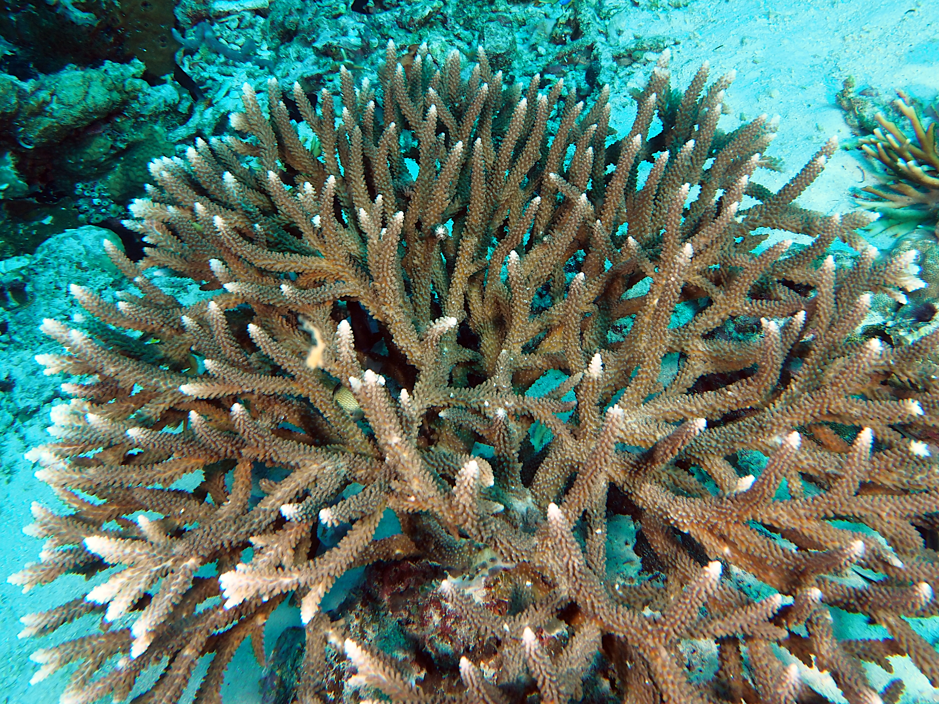 Acropora intermedia - Acropora intermedia