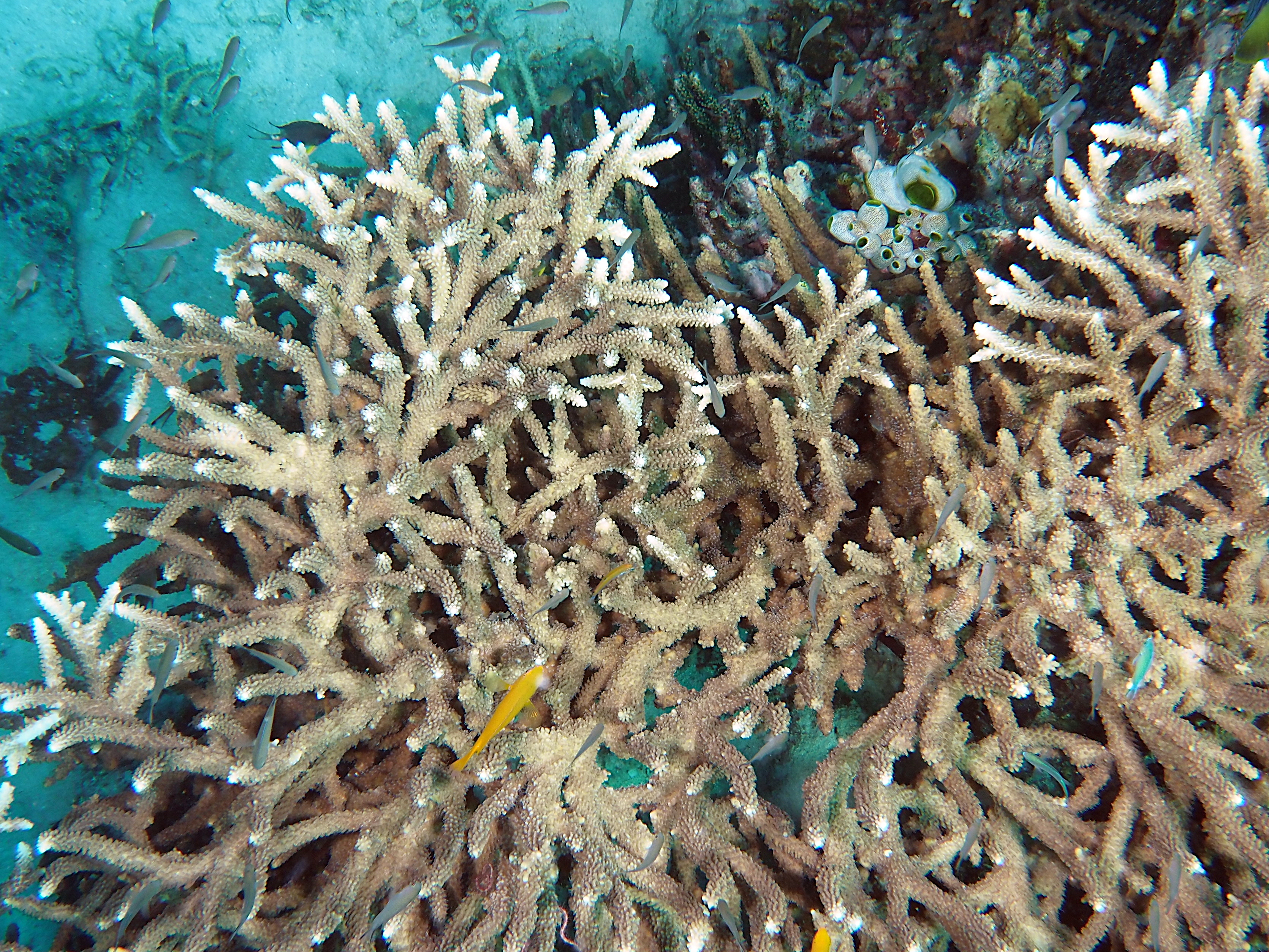 Acropora intermedia - Acropora intermedia