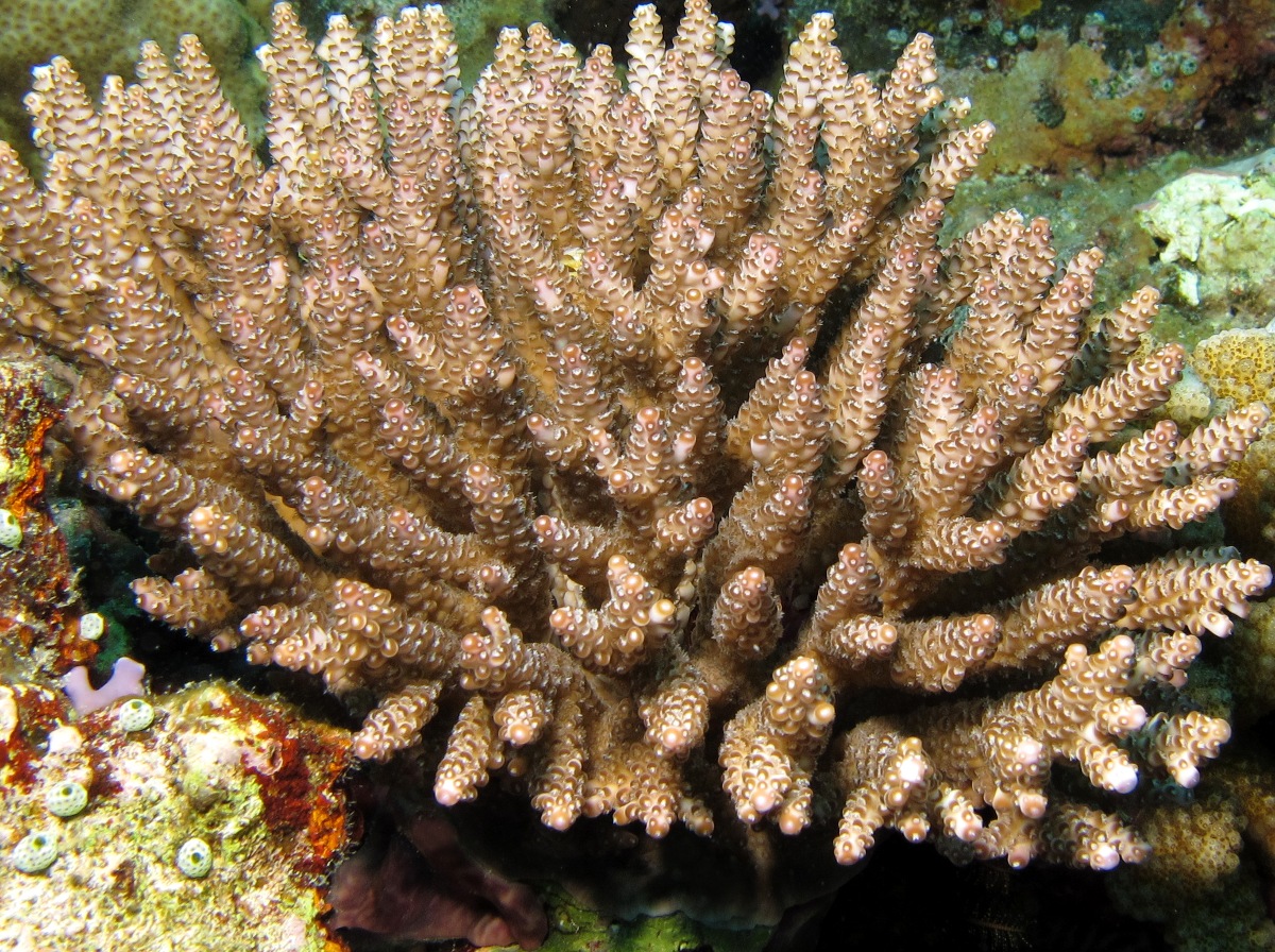 Acropora subulata - Acropora subulata - Palau