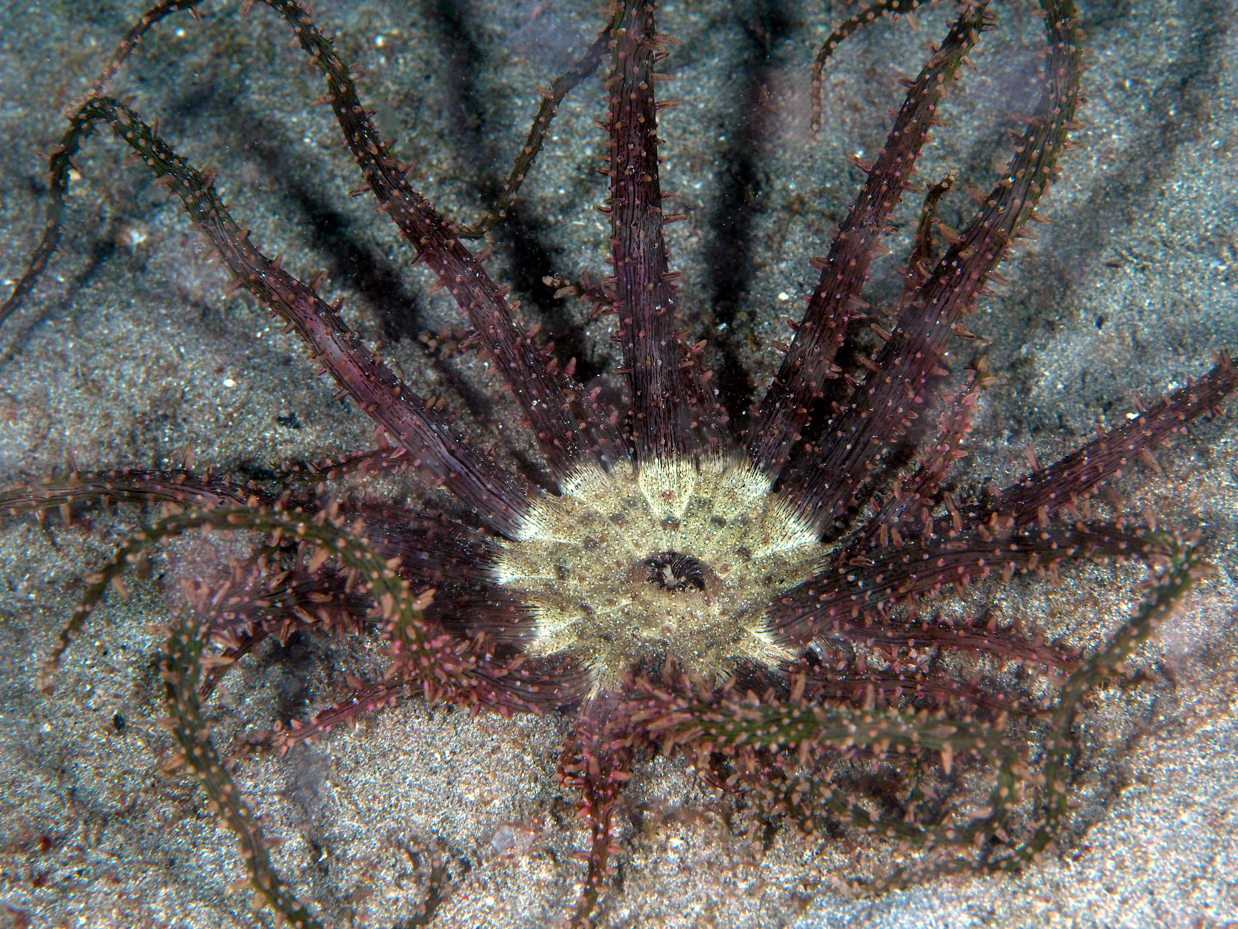 Haeckel's Anemone - Actinostephanus haeckeli - Komodo, Indonesia