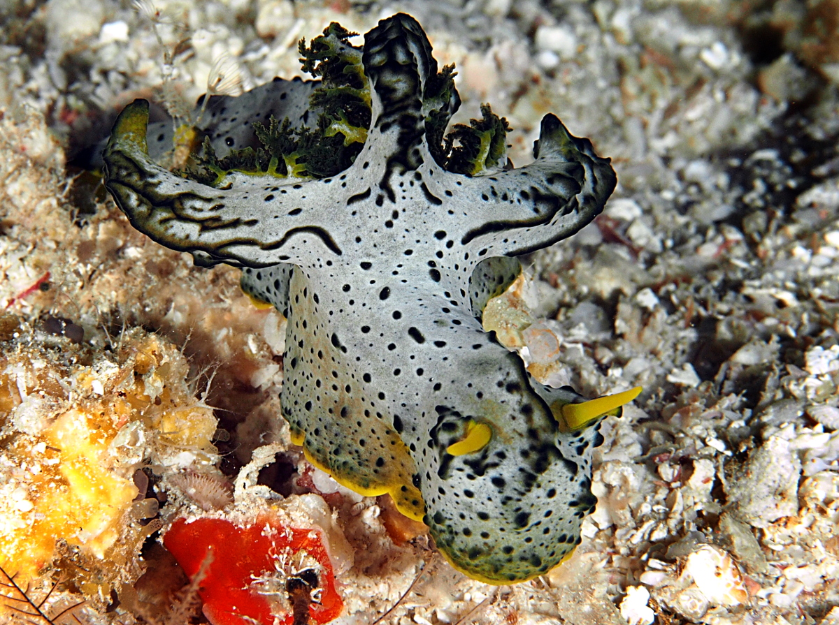 Gray Norse God Nudibranch - Aegires serenae