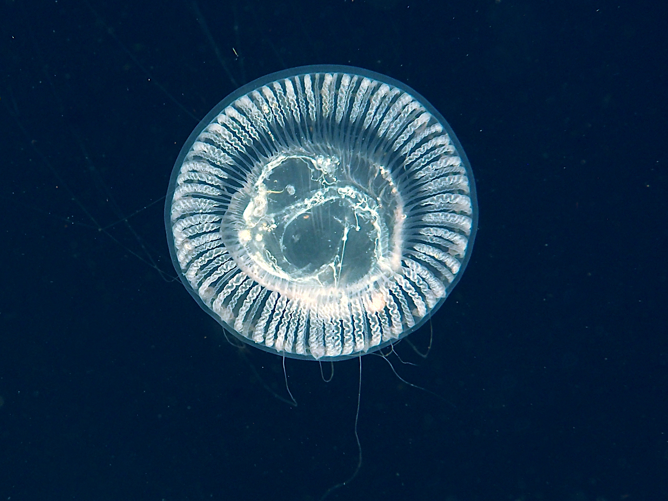 Jelly Hydromedusa - Aequorea forskalea