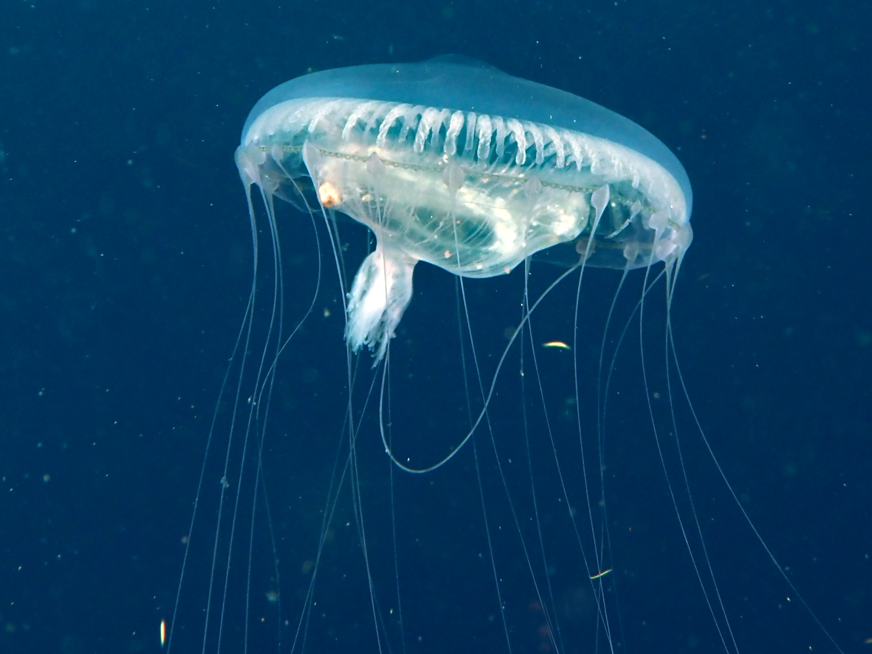 Jelly Hydromedusa - Aequorea forskalea