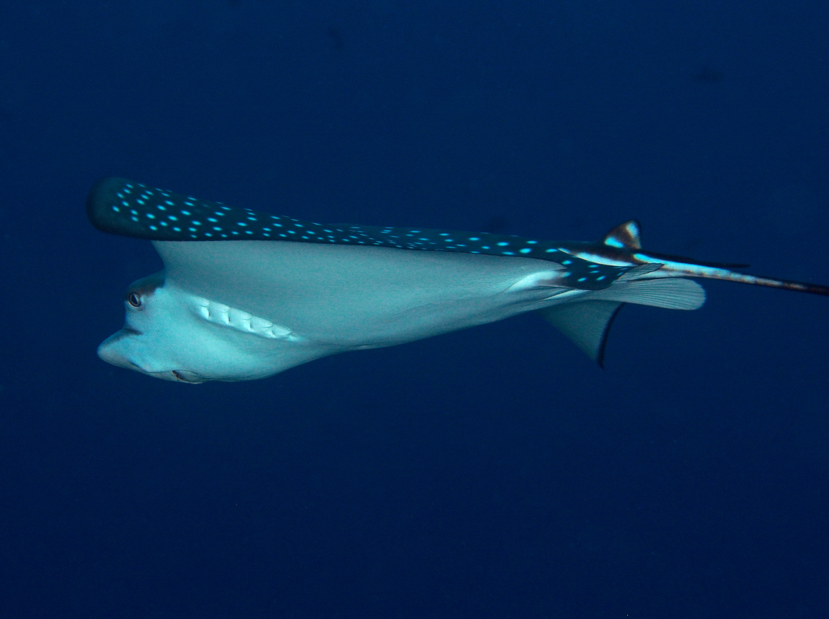 Ocellated Eagle Ray - Aetobatus ocellatus