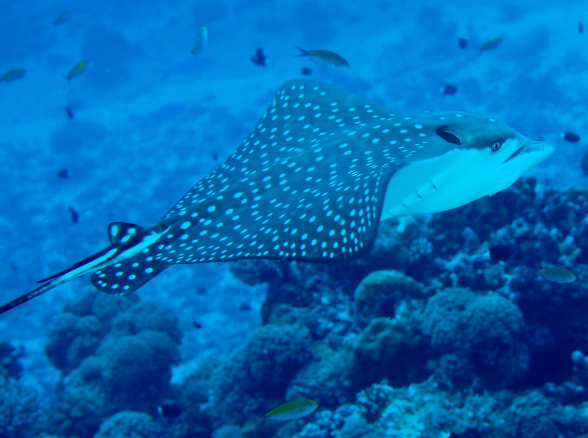 Ocellated Eagle Ray - Aetobatus ocellatus