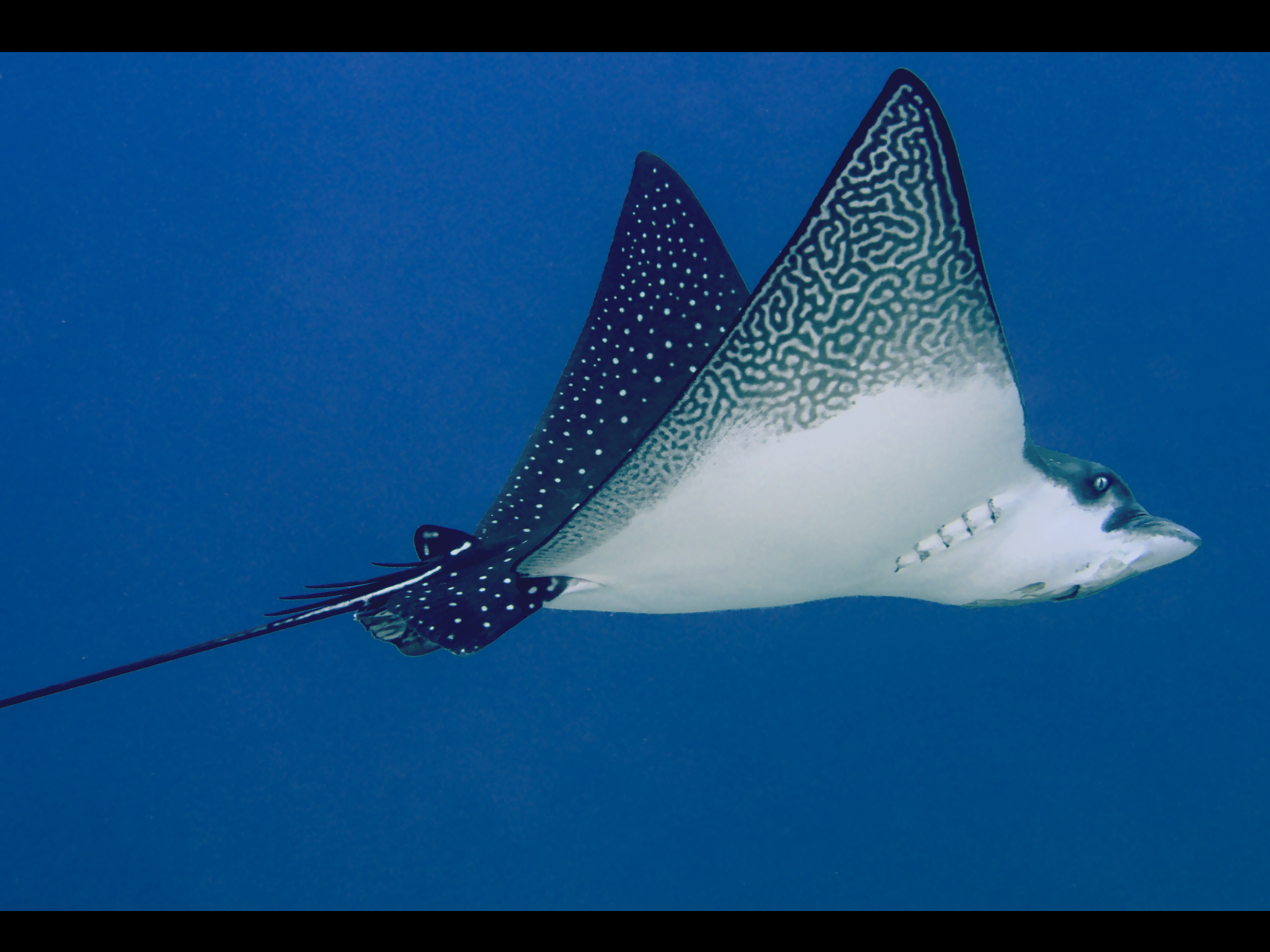 Ocellated Eagle Ray - Aetobatus ocellatus