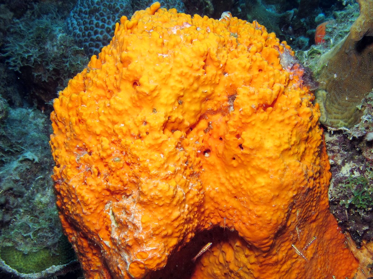 Citron Sponge - Agelas citrina