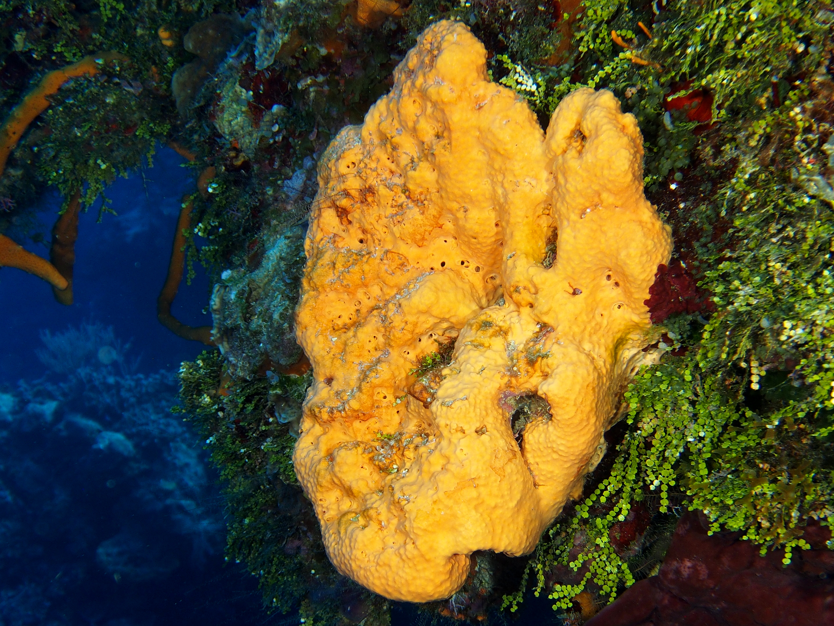 Citron Sponge - Agelas citrina