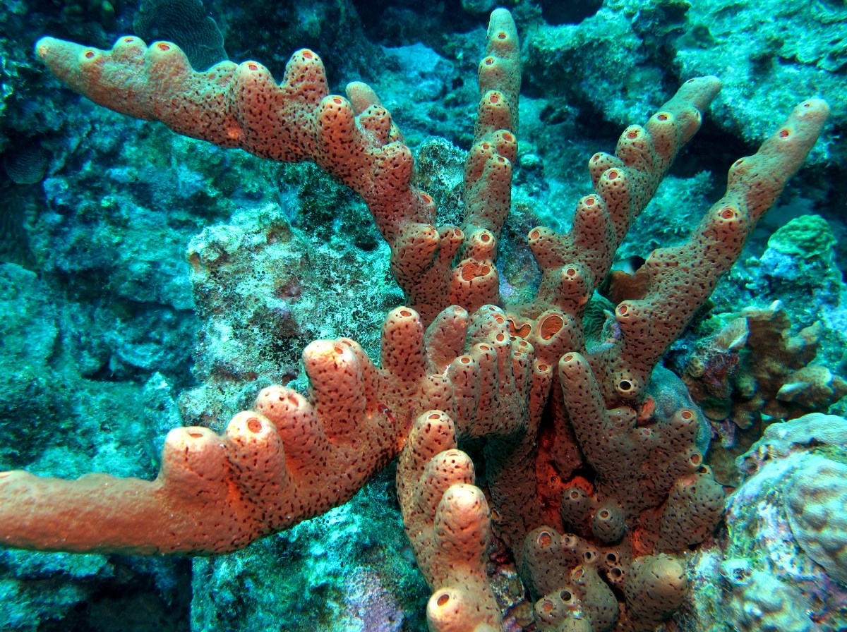 Brown Tube Sponge - Agelas conifera