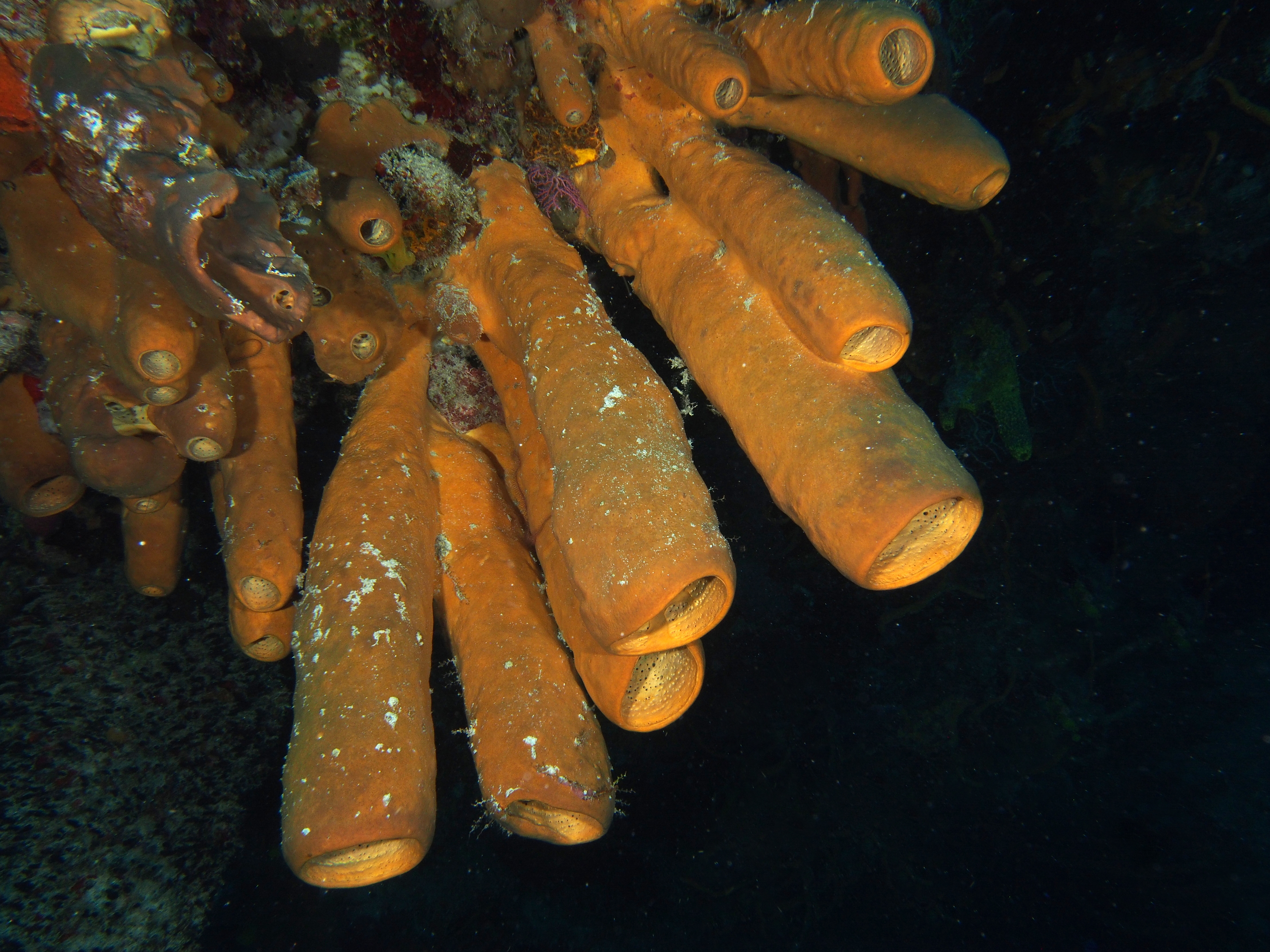 Tubulate Sponge - Agelas tubulata