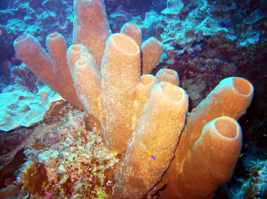 Tubulate Sponge - Agelas tubulata