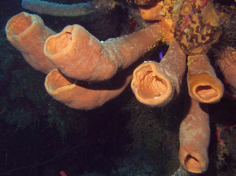 Tubulate Sponge - Agelas tubulata