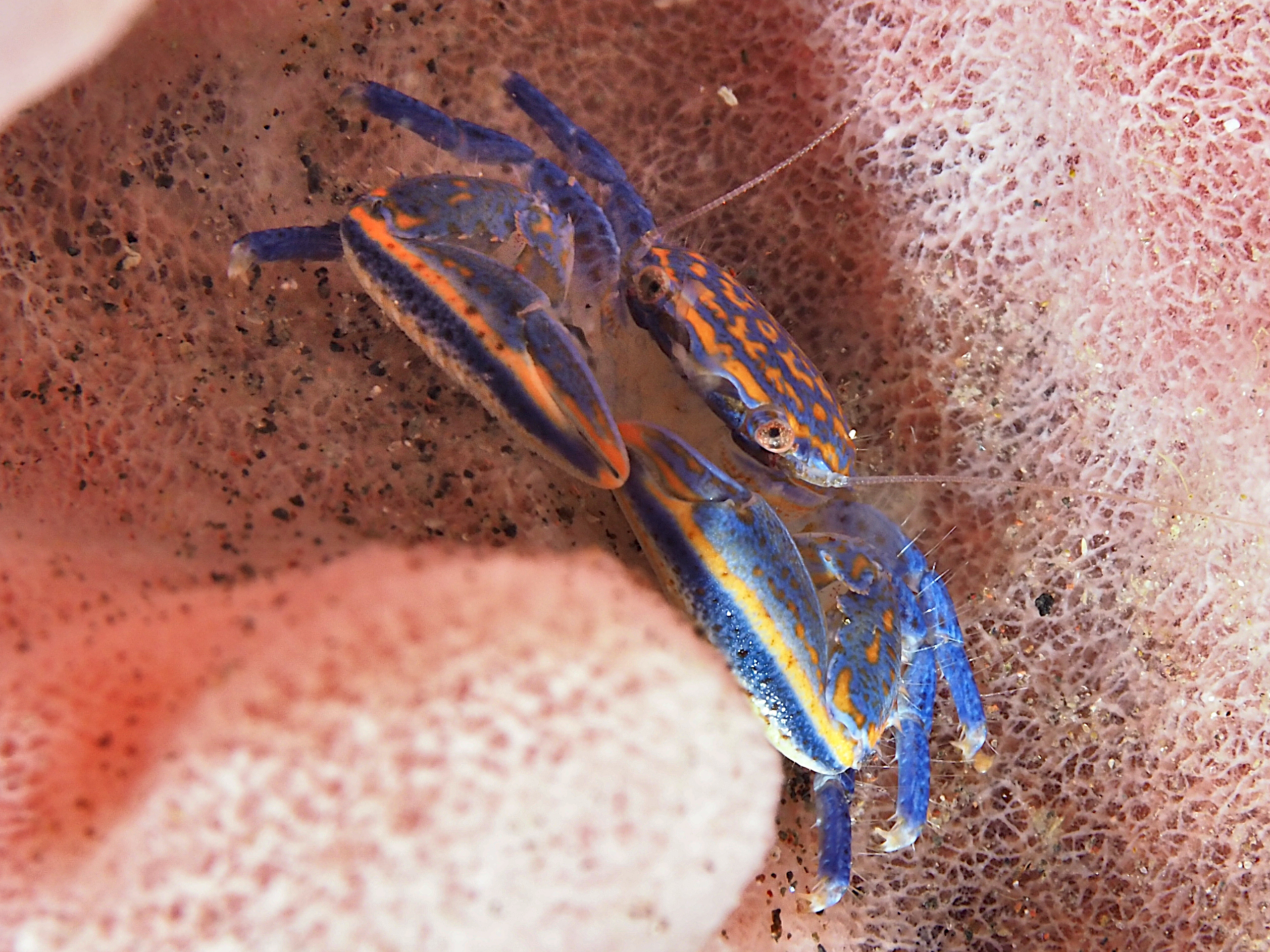 Barrel Sponge Porcelain Crab - Aliaporcellana spongicola