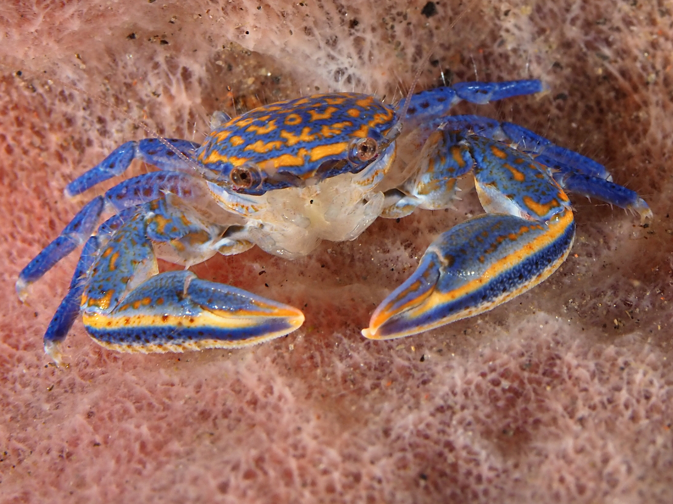 Barrel Sponge Porcelain Crab - Aliaporcellana spongicola