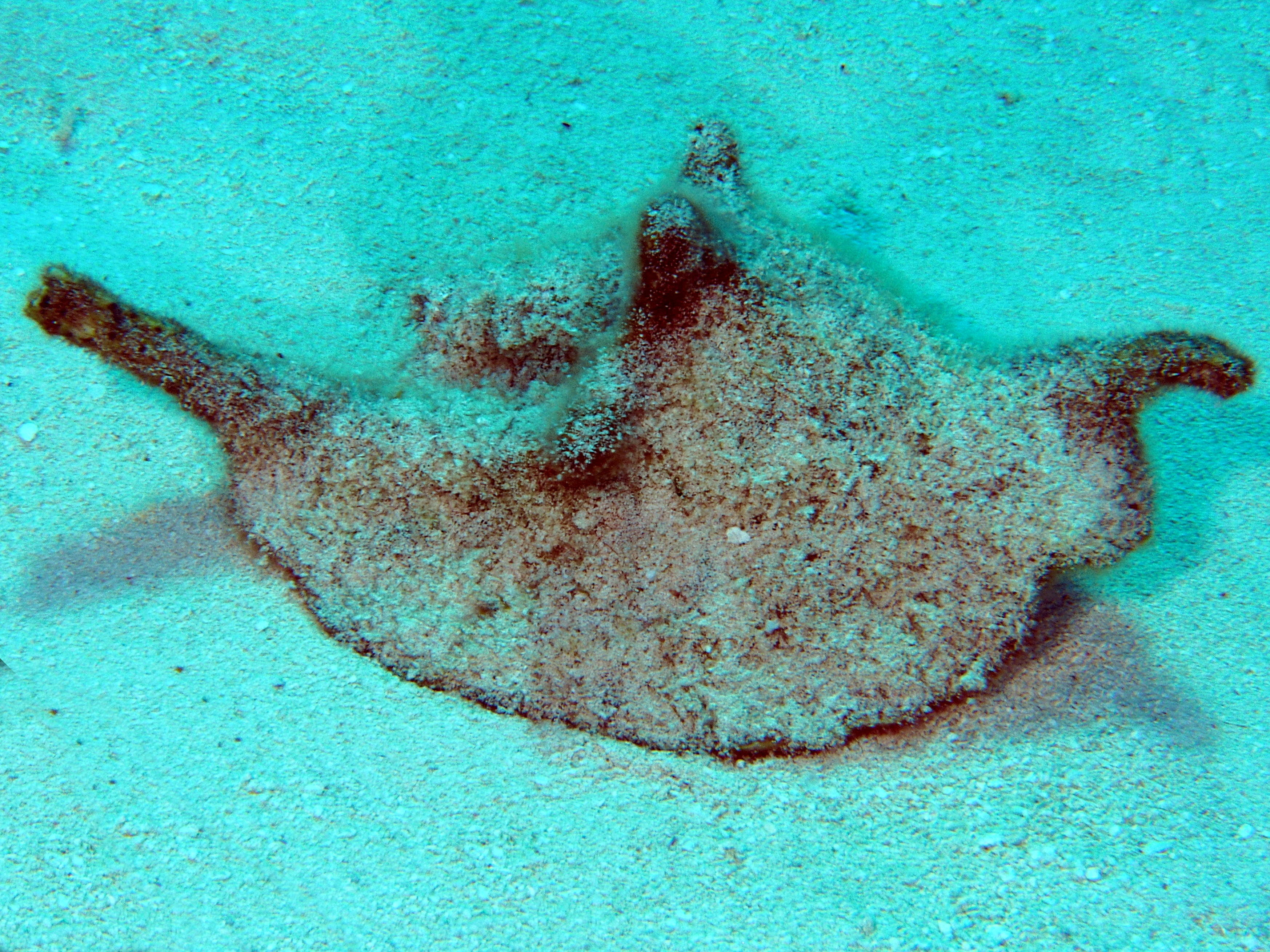 Roostertail Conch - Aliger gallus - Cozumel, Mexico