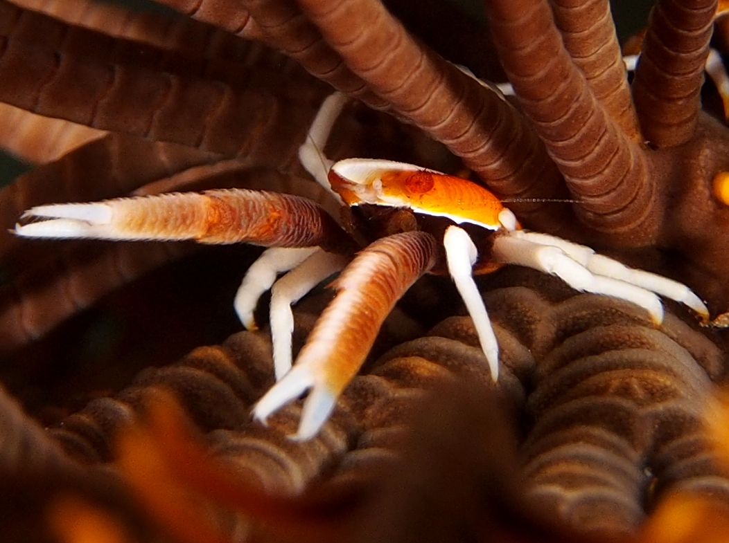 Baba's Crinoid Squat Lobster - Allogalathea babai - Fiji