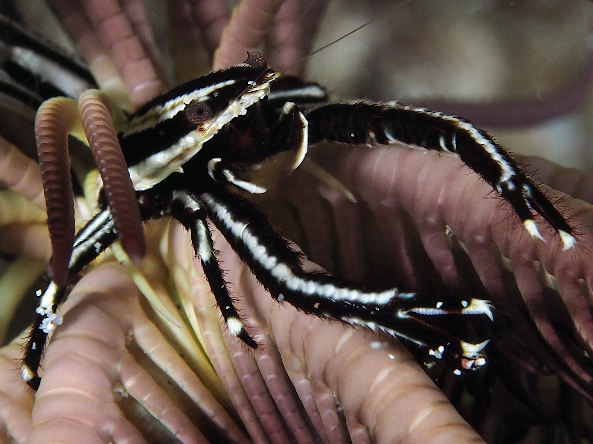 Elegant Crinoid Squat Lobster - Allogalathea elegans