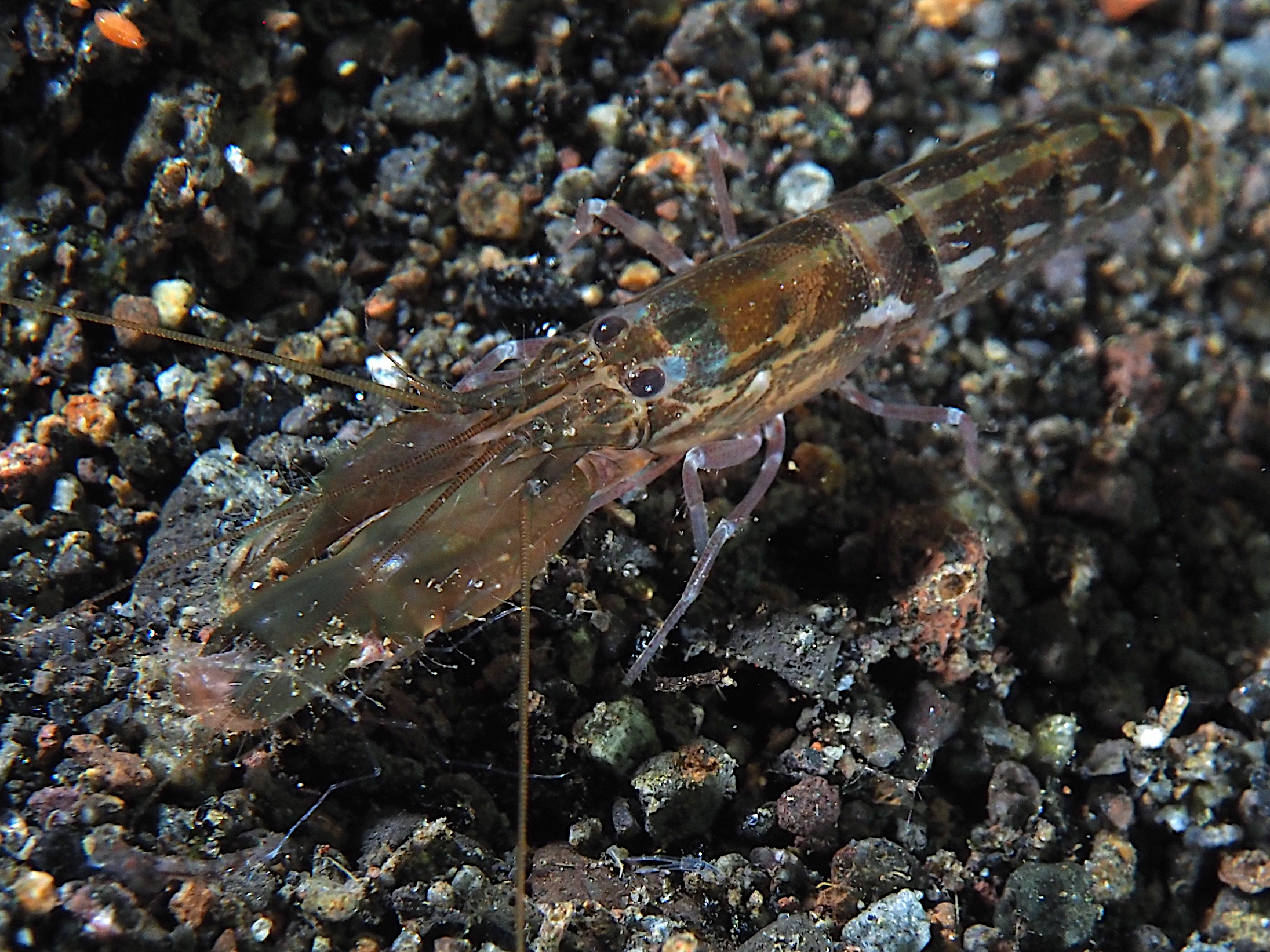 Pacific Snapping Shrimp - Alpheus cf. pacificus - Bali, Indonesia