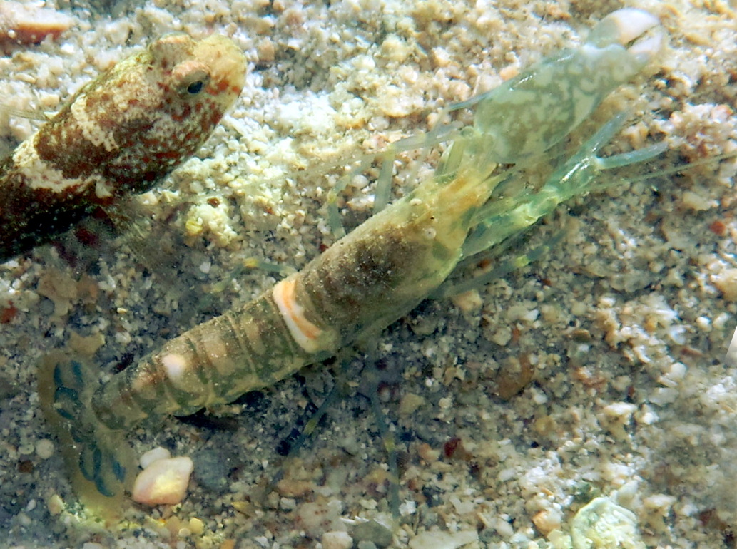 Alpheus sp. 1 - Alpheus sp. 1 - Palau