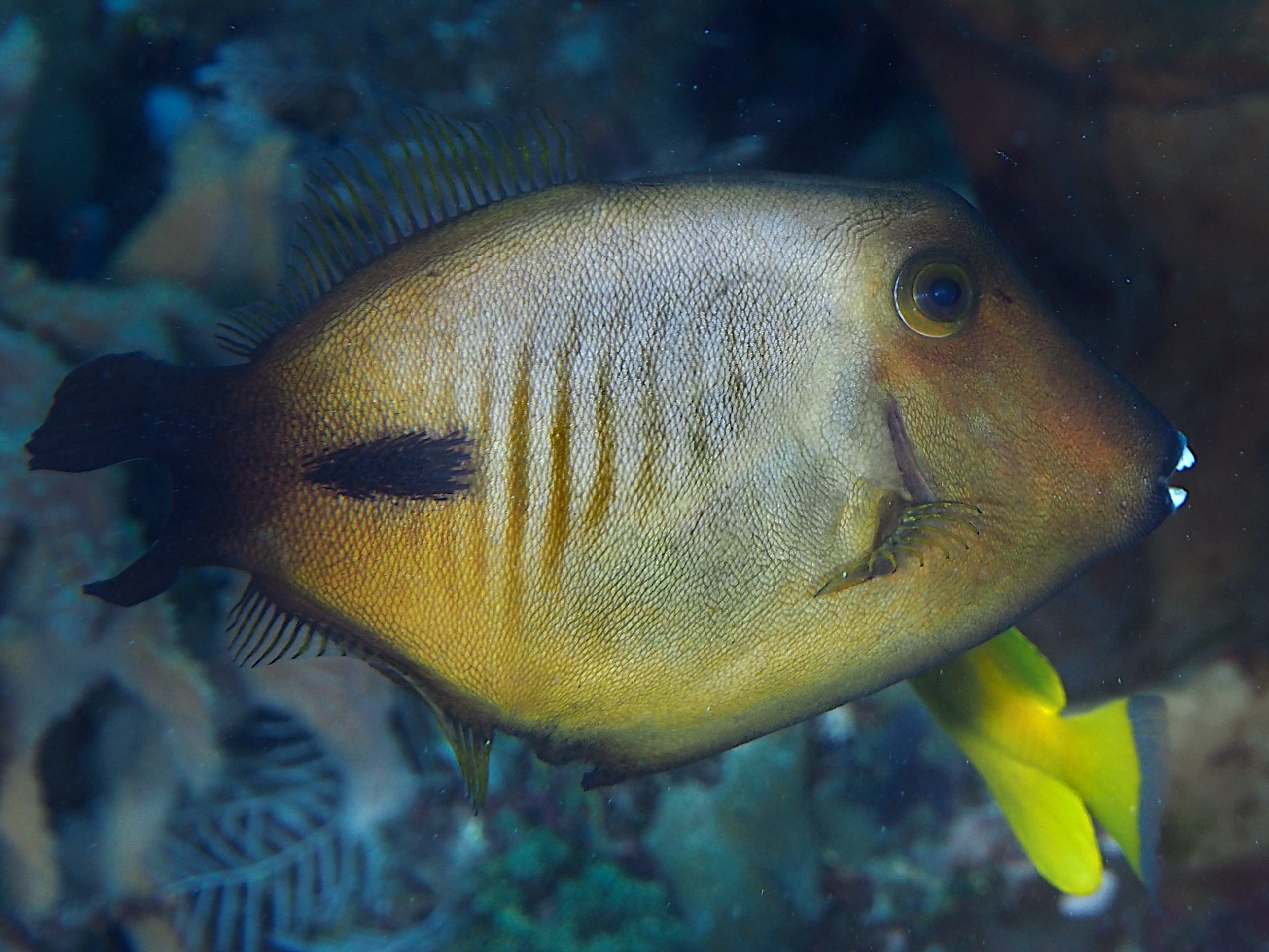 Broom Filefish - Amanses scopas - Komodo, Indonesia