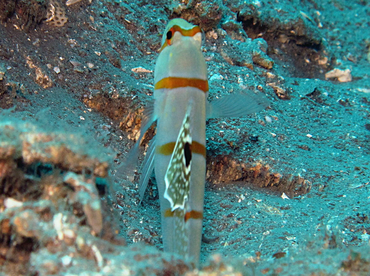 Randall's Shrimpgoby - Amblyeleotris randalli