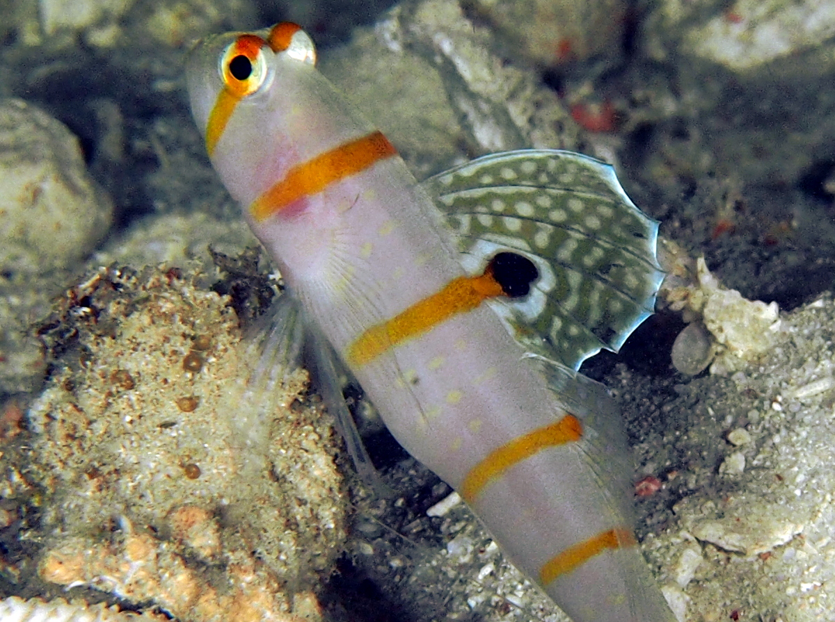 Randall's Shrimpgoby - Amblyeleotris randalli