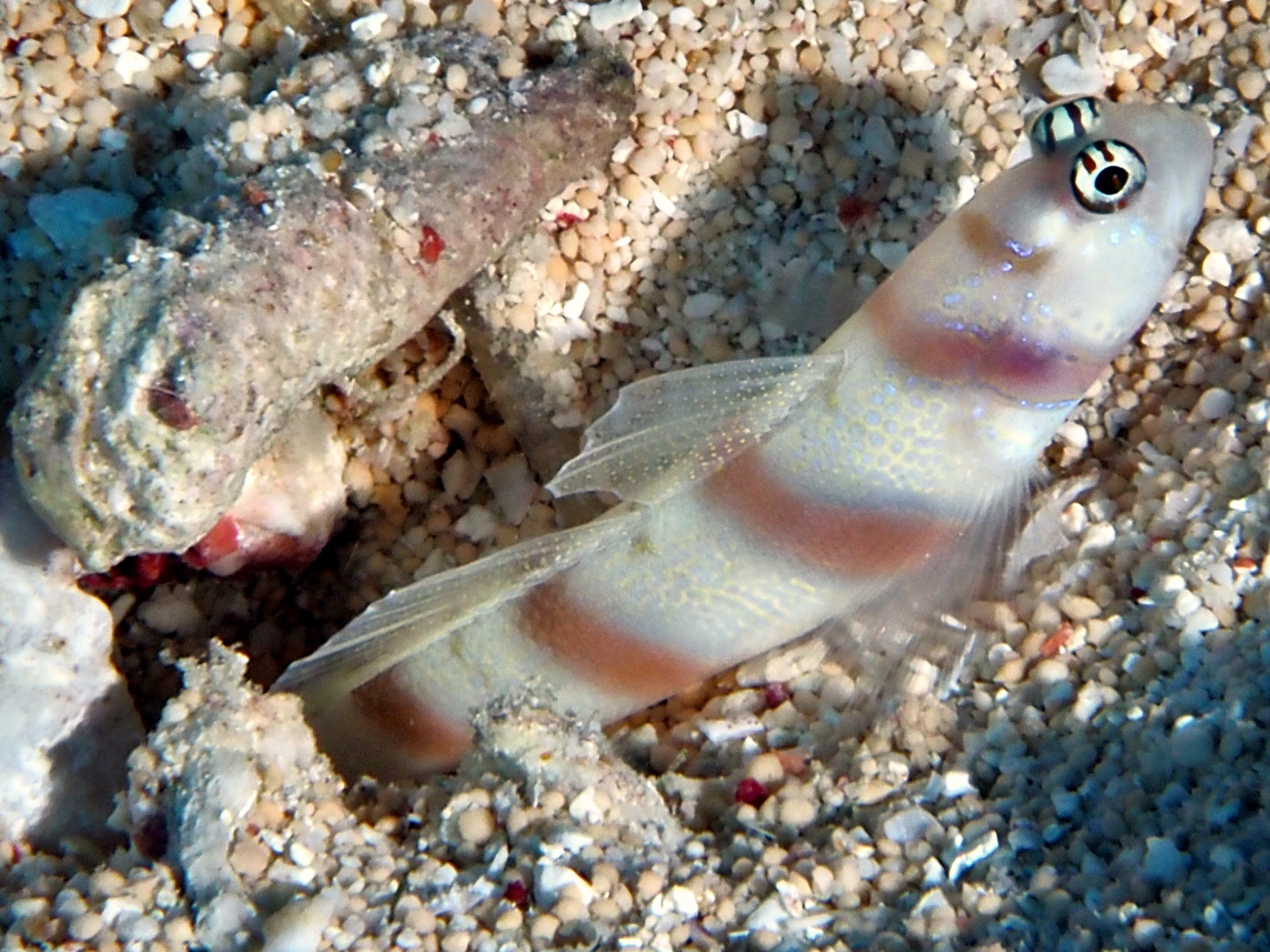 Steinitz's Shrimpgoby - Amblyeleotris steinitzi