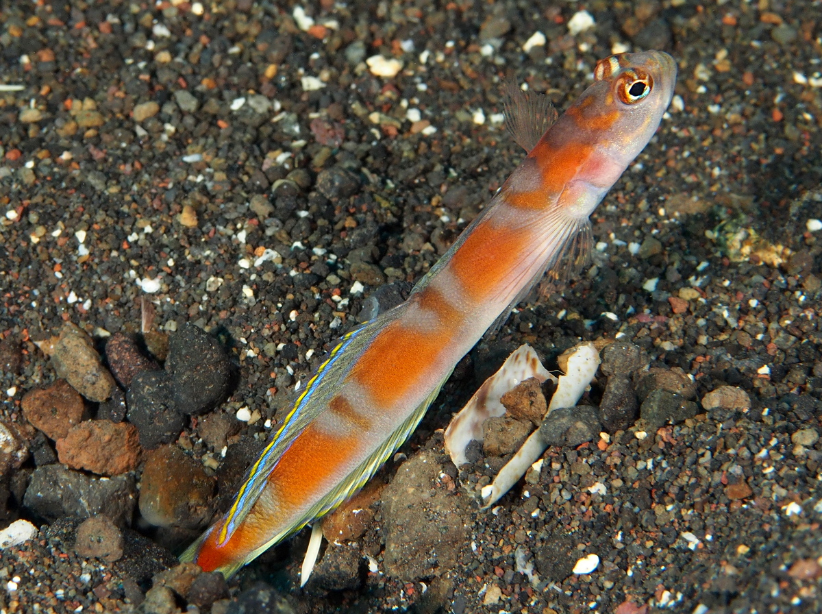 Flagtail Shrimpgoby - Amblyeleotris yanoi - Bali, Indonesia