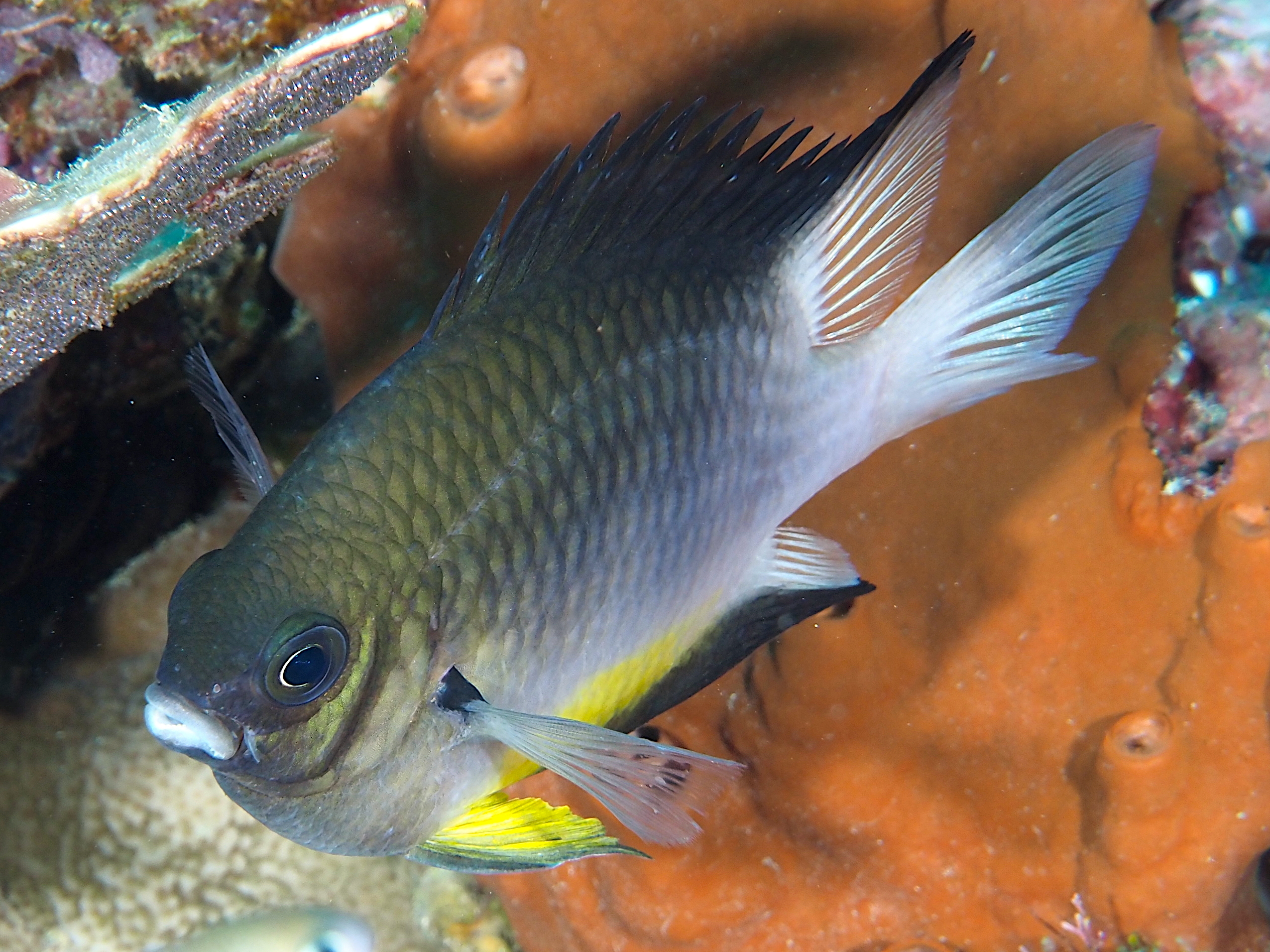 White-Belly Damsel - Amblyglyphidodon leucogaster
