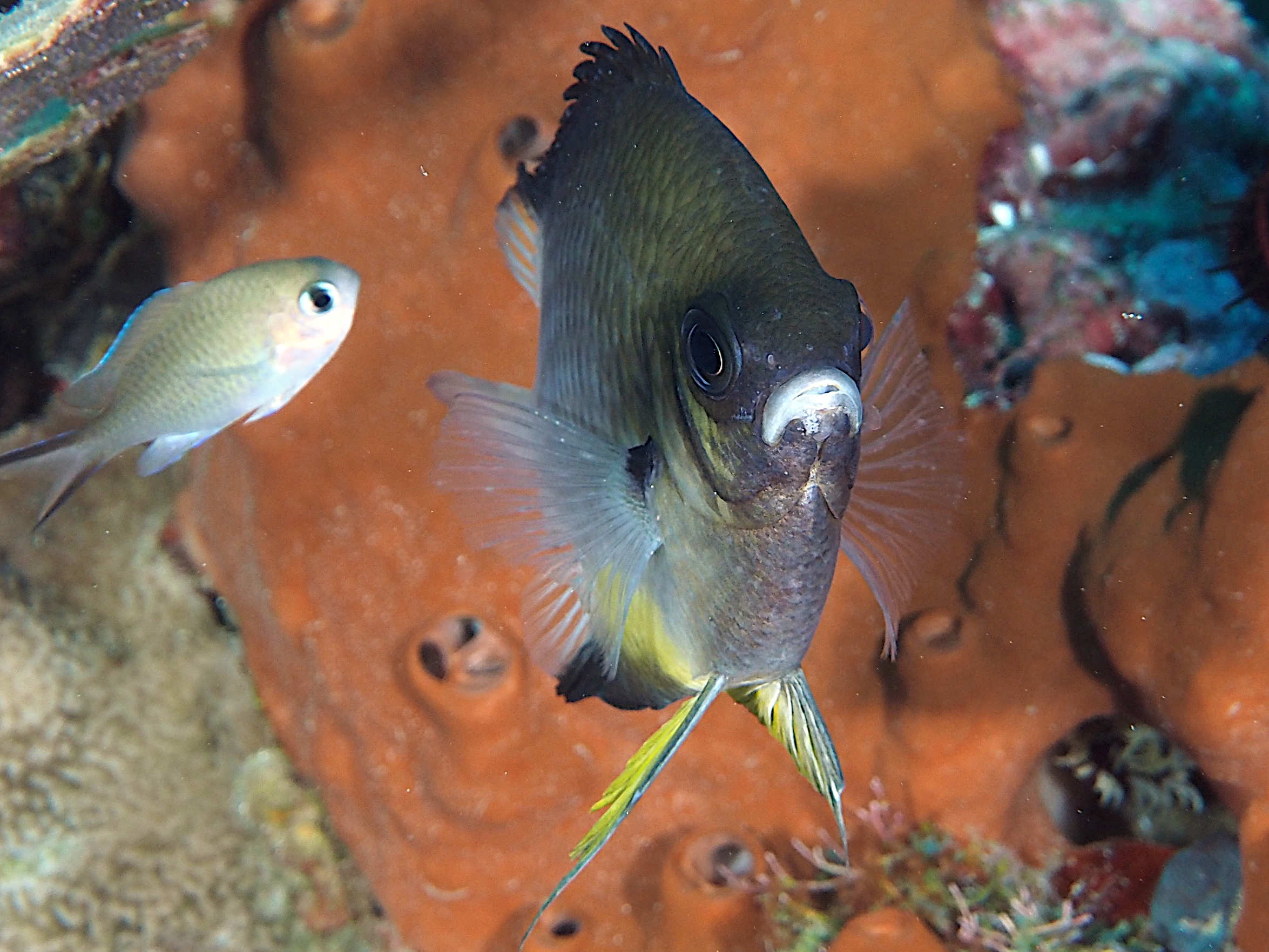 White-Belly Damsel - Amblyglyphidodon leucogaster