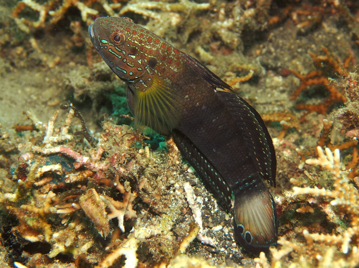 Banded Goby - Amblygobius phalaena - Lembeh Strait, Indonesia