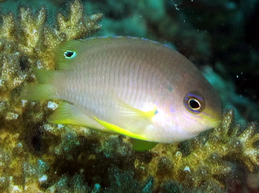 Ambon Damsel - Pomacentrus amboinensis - Palau