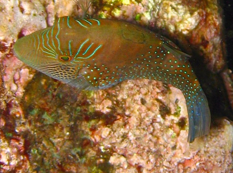 Ambon Toby - Canthigaster amboinensis