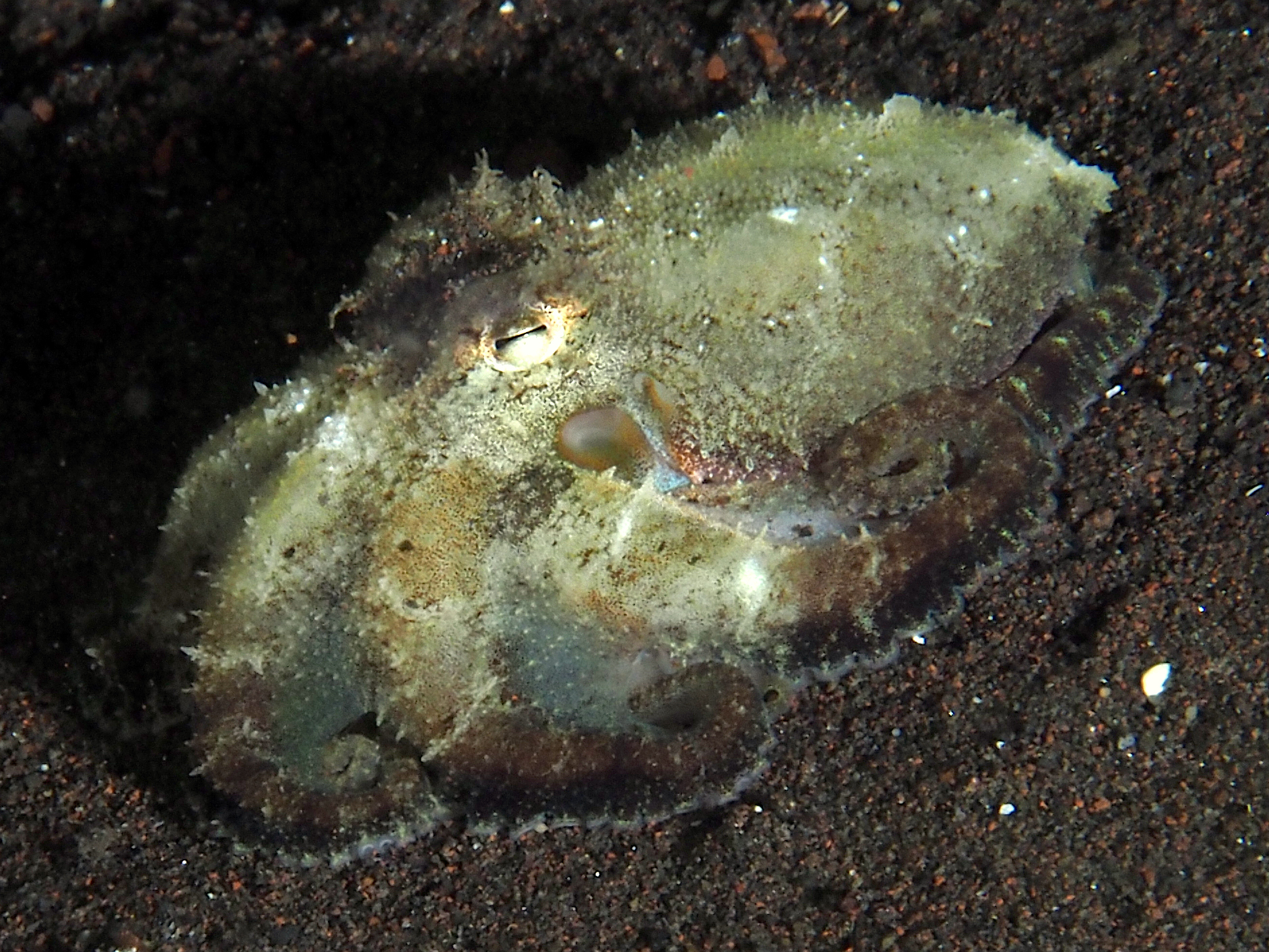Plain-Spot Octopus - Amphioctopus exannulatus