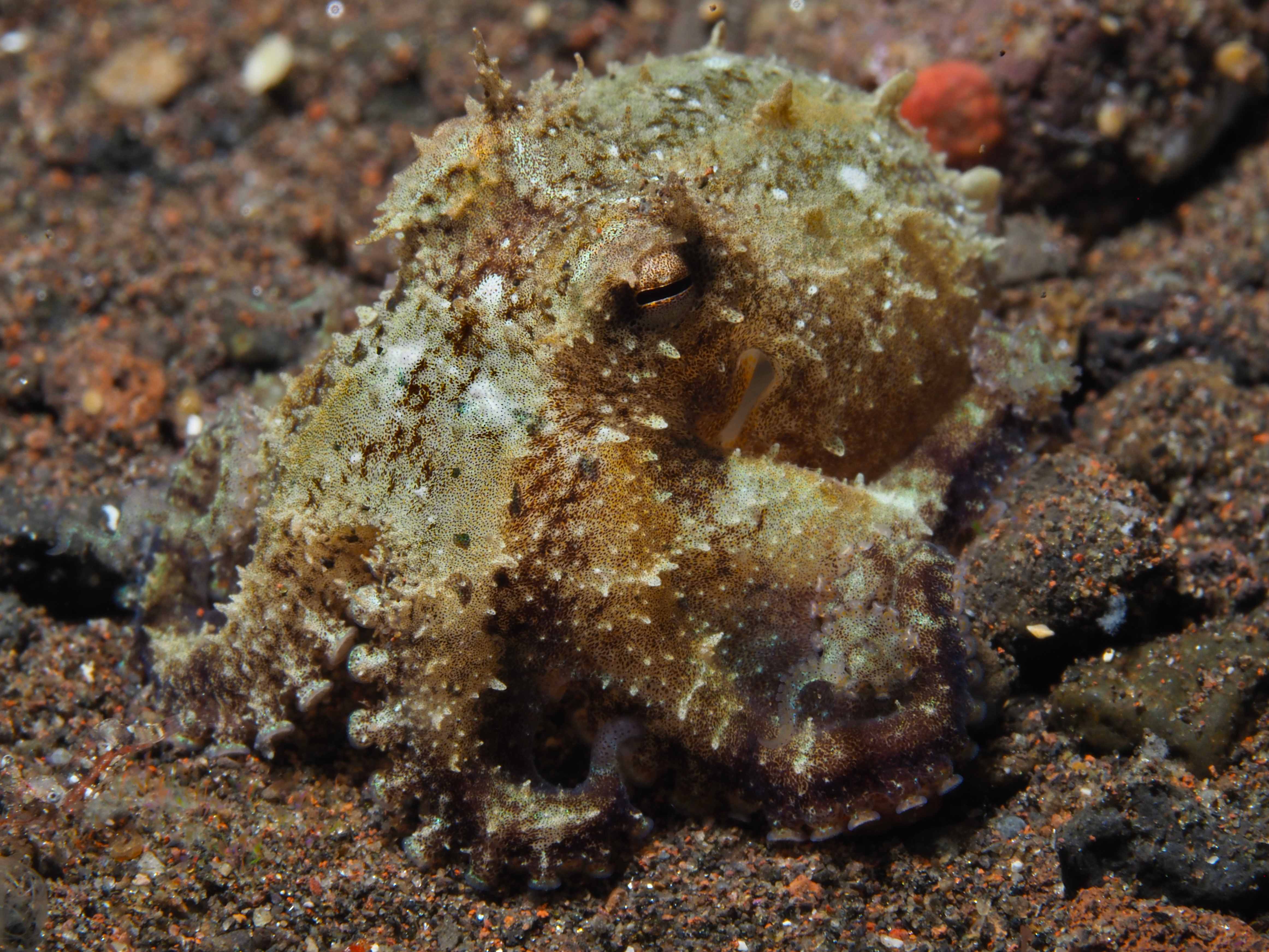 Plain-Spot Octopus - Amphioctopus exannulatus