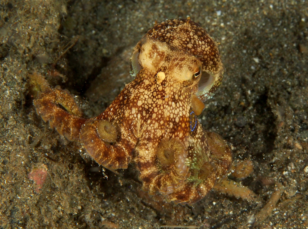 Poison Ocellate Octopus - Amphioctopus siamensis
