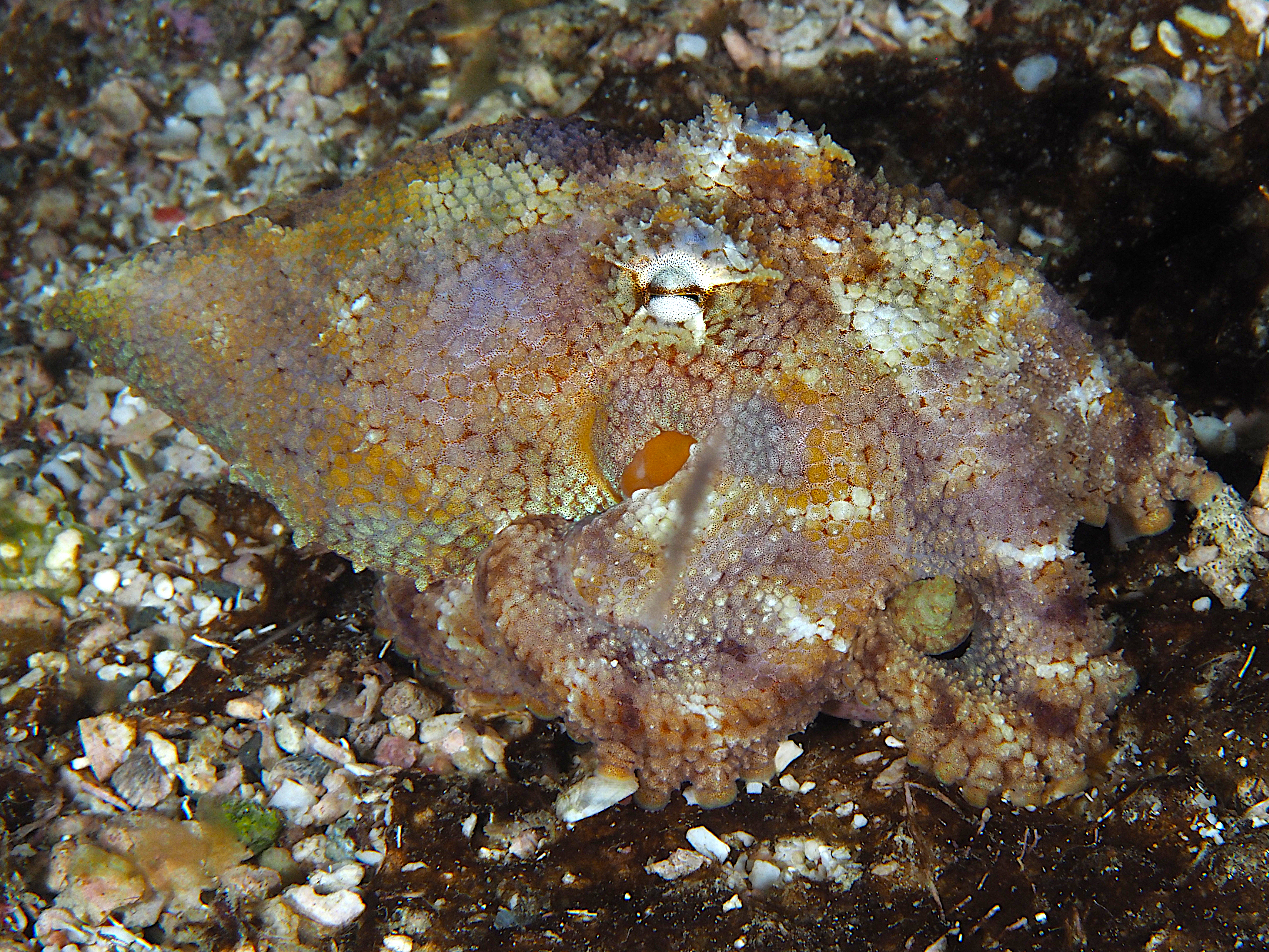 Amphioctopus sp. 1 - Amphioctopus sp. 1 - Komodo, Indonesia