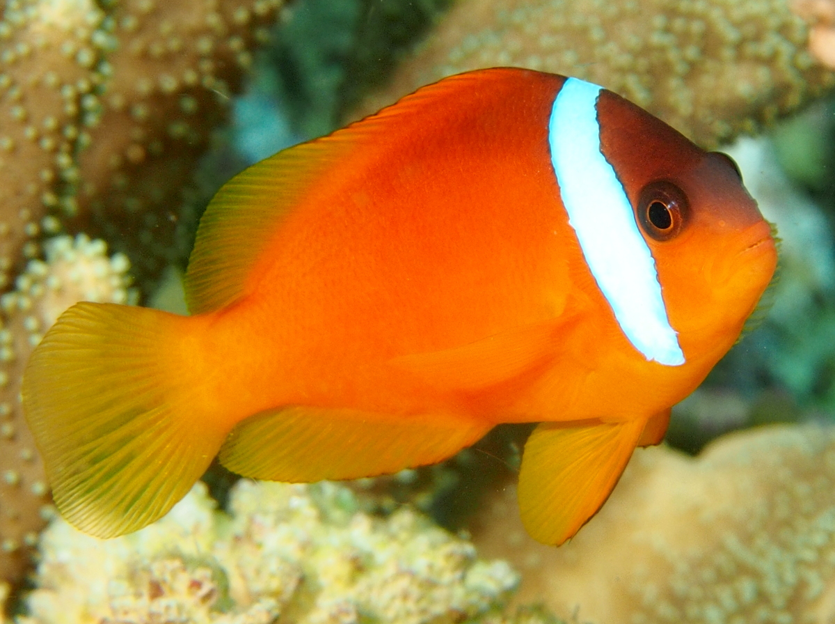 Fiji Anemonefish - Amphiprion barberi - Fiji