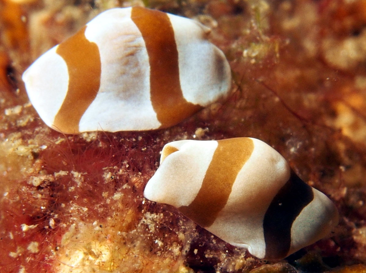 cf. Amphiscolos sp. 1 - cf. Amphiscolos sp. 1 - Lembeh Strait, Indonesia