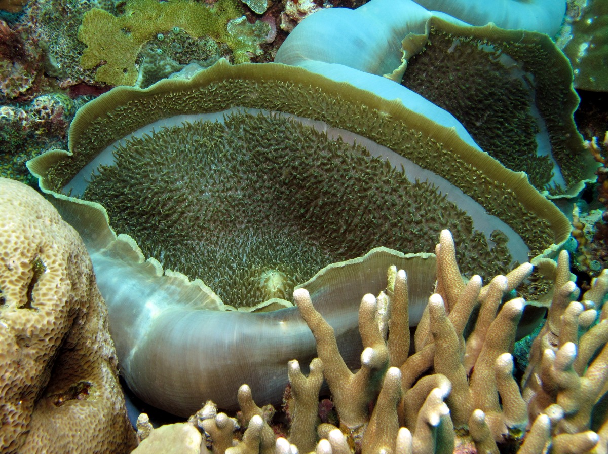 Giant Cup Mushroom - Amplexidiscus fenestrafer - Dumaguete, Philippines