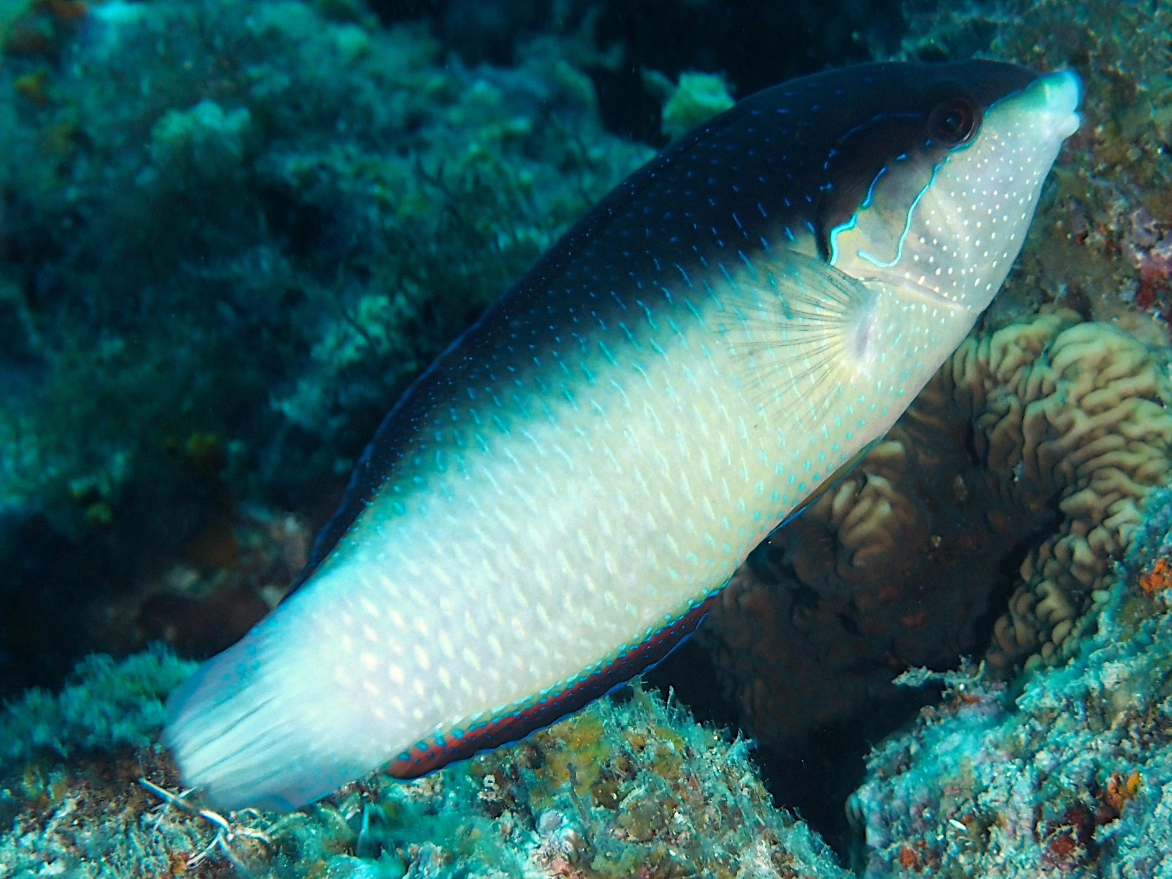 New Guinea Wrasse - Anampses neoguinaicus