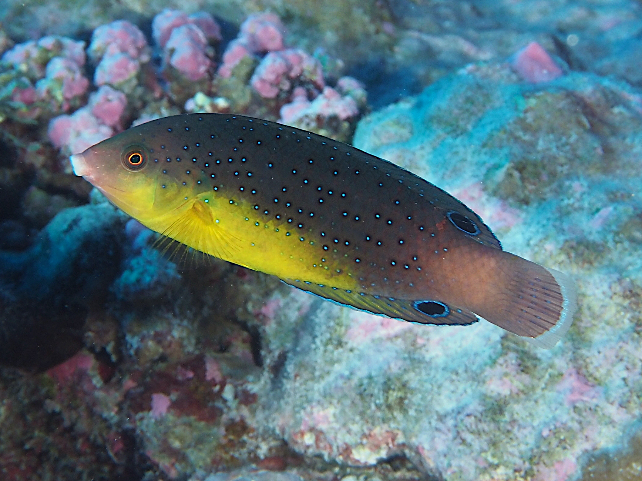 Yellowbreast Wrasse - Anampses twistii