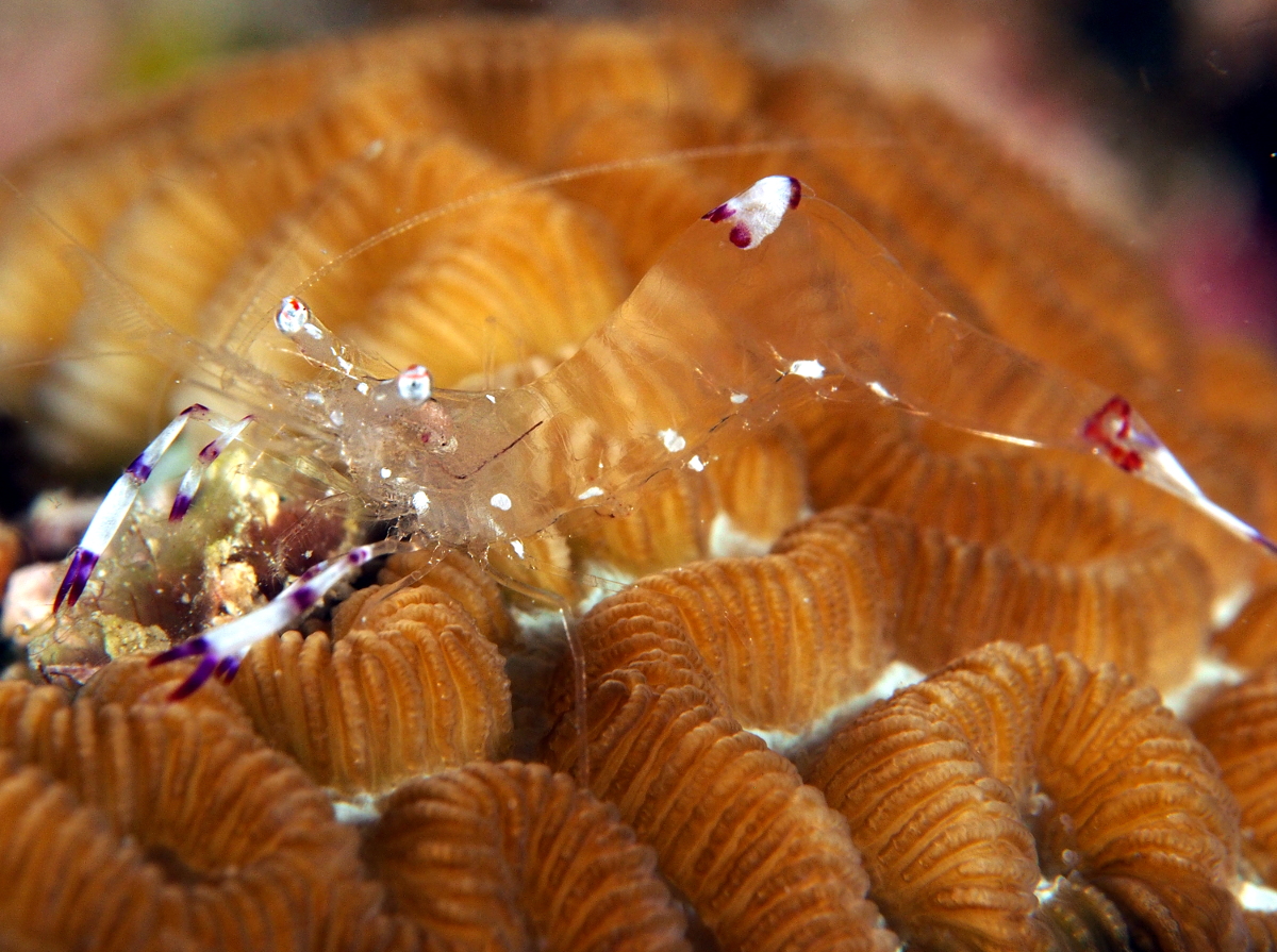 Holthuis' Anemone Shrimp - Ancylomenes holthuisi