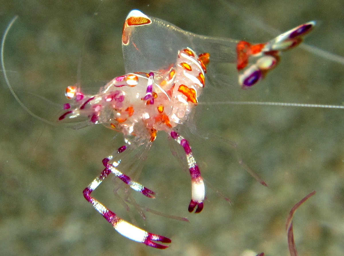 Yellow-Spotted Anemone Shrimp - Ancylomenes luteomaculatus