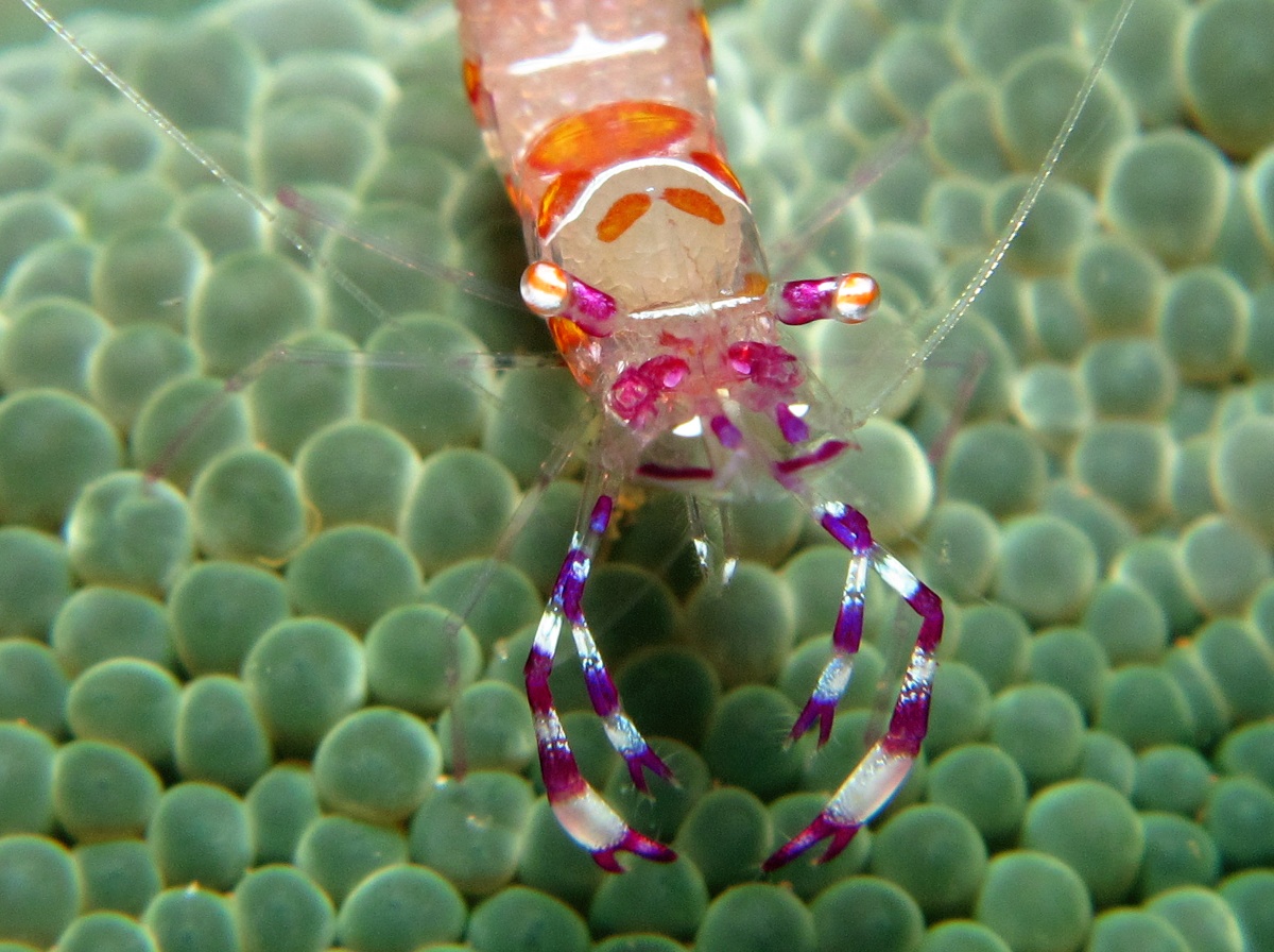 Yellow-Spotted Anemone Shrimp - Ancylomenes luteomaculatus